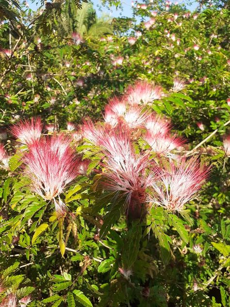 Fluffy Flowers, Persian Silk Tree, Mimosa Tree, Earth Magic, Healing Room, Herbal Plants, Silk Tree, Mural Ideas, In The Jungle