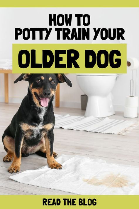 Potty training older dogs Potty Train Dog, Training Older Dogs, Puppy Training Biting, Train Dog, How To Potty Train, Mohammad Ali, House Training Puppies, Crate Training Puppy, Dog Potty Training