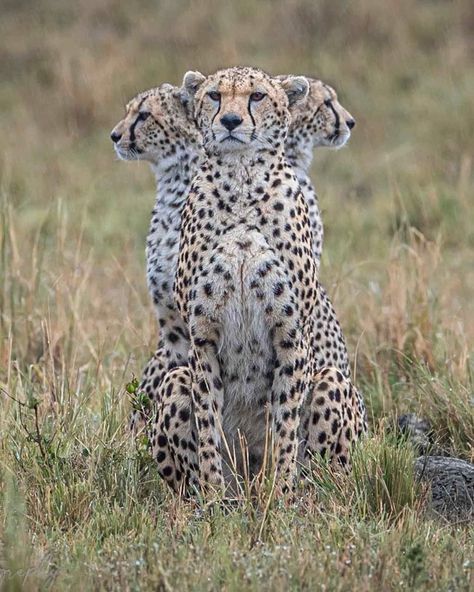 Interesting Animals, Pretty Animals, Cheetahs, Cute Wild Animals, Animal Photo, Beautiful Cats, Big Cats, Beautiful Creatures, Wild Cats