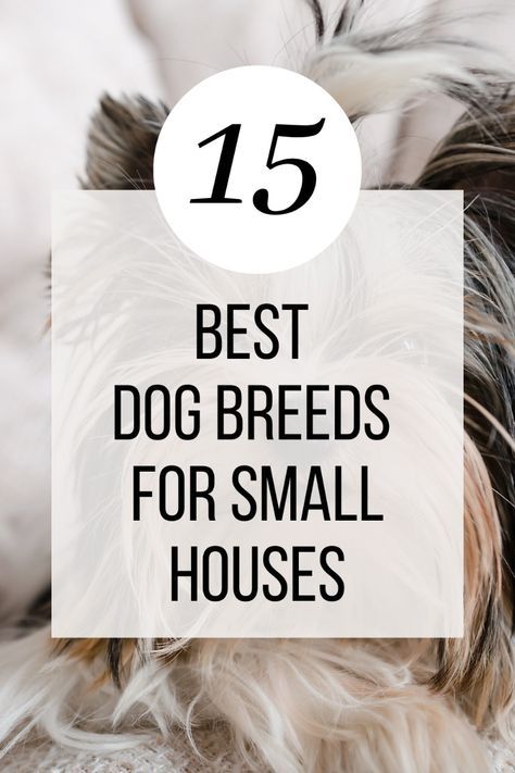 Best Small Dog Breeds, Best Small Dogs, Indoor Dog, Companion Dog, Best Dog Breeds, Smart Dog, Maltese Dogs, Lap Dogs, Small Homes