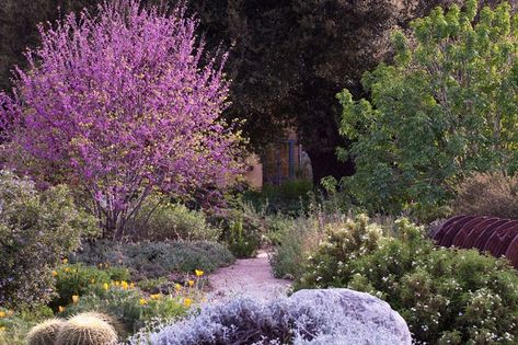 Western Redbud, California Native Landscape, Drought Tolerant Landscape Front Yard, Backyard Planning, Garden California, Pollinator Garden Design, Native Plant Garden, Native Plant Landscape, California Native Garden