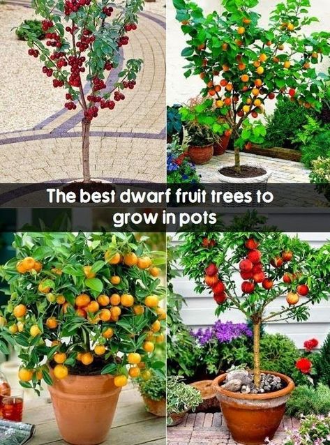 A list of the important Miniature Fruit Trees in a limited space is as follows:  Dwarf apples tree is a sort of resilient and tough tree type that can bare freezing temperature of 45 degrees or less. Miniature Fruit Trees, Growing Fruit Trees, Tanaman Pot, Have Inspiration, Potted Trees, Growing Fruit, Fruit Garden, Veggie Garden, Growing Food