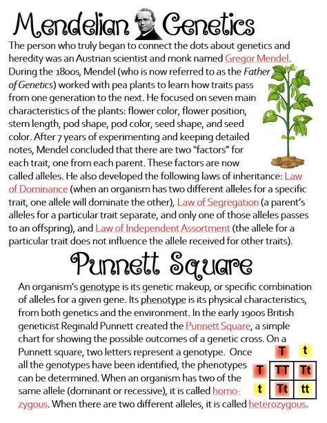 Mendel Genetics, Punnett Square, Genetics Notes, Biology Notes Genetics, Genetic Inheritance Notes, Mendelian Genetics Notes, Punnett Square Genetics, Genetics And Heredity Notes, Genetics For Elementary Students