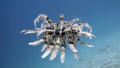 Strange alien-like marine animals called feather star or crinoids have five arms covered in feathery fringes. Feather Starfish, Feather Star, Group Dates, Interesting Pictures, Weird Creatures, Marine Animals, Marine Life, Sea Creatures, Sea Life