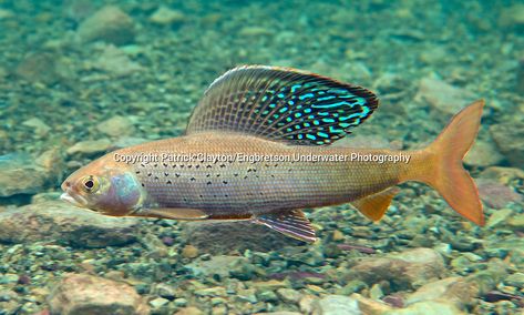 Arctic Grayling Patrick Clayton/Engbretson Underwater Photography Arctic Grayling, Ocean Fish Photography, Grayling Fish, Fish Ocean Photography, Puffer Fish Photography, Reef Fish Photography, Fish Chart, Transparent Fish Underwater, Vintage Fishing Lures