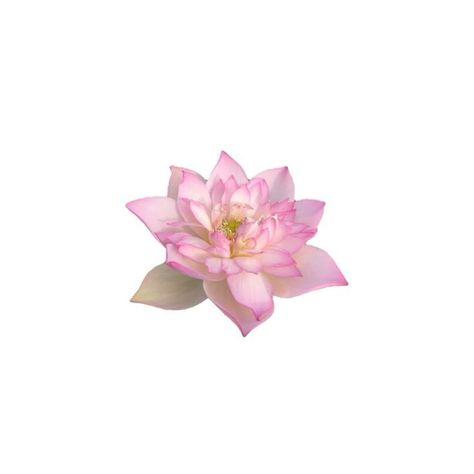 Lotus Flower Widget, Pink Flower Icon, Lotus Flower Aesthetic, Lotus Flower Png, Lotus Sticker, Lotus Icon, Icon For Instagram, Flower Widget, Lotus Wallpaper