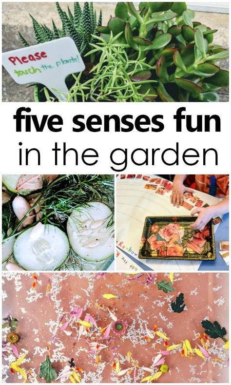 Using all five senses in the garden. Preschool and toddler five senses activities #preschool #fivesenses #sensoryplay Five Senses Activities, Garden Preschool, 5 Senses Activities, Hoop House, Preschool Garden, Senses Activities, Garden Activities, Sensory Garden, Teaching Toddlers