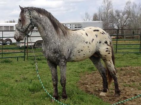 Draft Horse Breeds, Diy Horse Barn, Hereford Cattle, Horse Coat Colors, Horse Information, Pony Breeds, Horse Colors, Draft Horse, History Videos