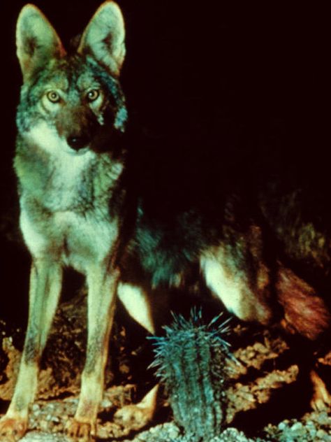 Coyote Aesthetic Dark, Desert Witch Aesthetic, Coyote Reference, Canine Therian, Coyote Aesthetic, Coyote Art, Desert Witch, Desert Coyote, Coyote Animal