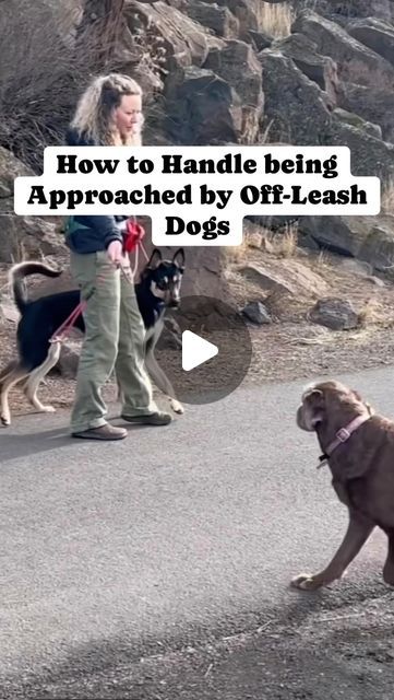 Duck Dog Training, Jogging With Dog, Reactive Dog Training Tips, Cool Dog Tricks, Diy Dog Run, Protection Dog Training, Dog Training Ideas, German Shepherd Puppies Training, Training A Puppy