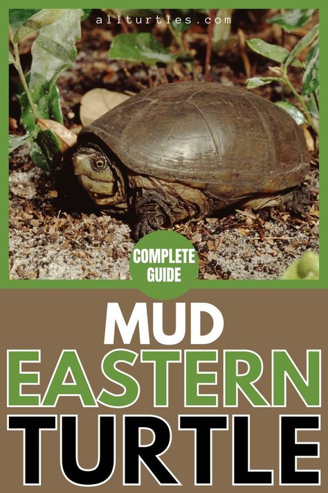 Mud Turtle, Turtle Species, Freshwater Turtles, Turtle Names, Turtle Care, Turtle Images, Turtle Habitat, Aquatic Turtles, Small Turtles