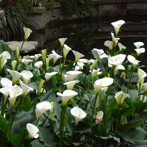 2Pc Bulbs True Calla Lily Bulbs Calla Bulbs Not Calla Lily Seeds-Flower Root | eBay Calla Lily Aesthetic, Wetland Garden, Lily Aesthetic, Calla Lily Bulbs, Lily Seeds, Moonlight Garden, Lily Bulbs, Moon Garden, Calla Lilies