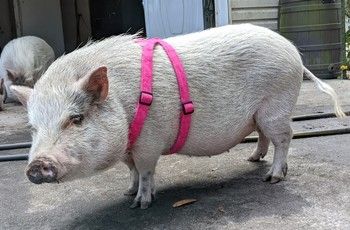 Pig Harness, Cute Piglets, Peppa Pig, Pigs, Baby Animals, Comfort Fit, Cute Animals, Animals