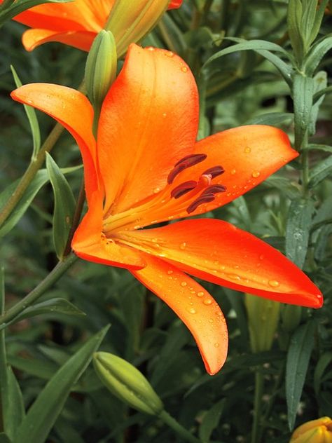 Asian Lily Lilium Asiatic Flower - Free photo on Pixabay Asian Lily, Asian Lilies, Asiatic Lilies, Flower Images, Free Photo, Free Photos, Stock Images Free, Stock Images, Lily