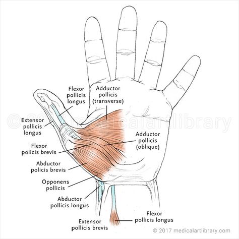 Anatomical Illustration of the muscles of the hand that control the thumb Forearm Muscle Anatomy, Muscles Of The Hand, Pt School, Hand Anatomy, Hand Muscles, Physical Therapy Assistant, Forearm Muscles, Gross Anatomy, Art Anatomy