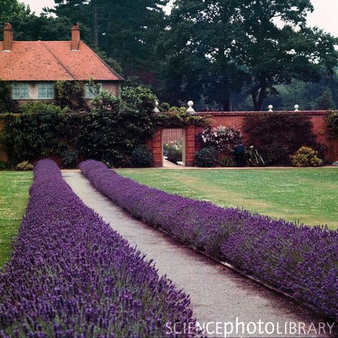 Love the idea of a lavender border. Lavender Hedge, Driveway Landscaping, Garden Vines, Lavender Garden, Lawn Edging, Garden Shrubs, Lavender Plant, Garden Borders, Lawn And Garden