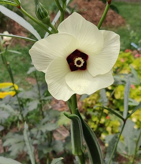 Okra Flower Tattoo, Cajun Tattoo, Okra Flower, Farm Mural, Flower Reference, Flower Types, Wars Of The Roses, Types Of Roses, Seed Catalogs