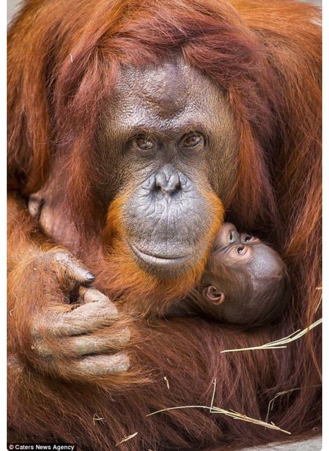 Mother love: New mum Dee Dee, a rare Bornean orangutan, cradles and kisses her newborn baby girl just days after her birth. Lowry Park Zoo, Florida. Aesthetic Monkey, Monkey Aesthetic, Bornean Orangutan, Baby Orangutan, Orang Utan, Exotic Animals, Monkeys Funny, Dee Dee, Wallpaper Art