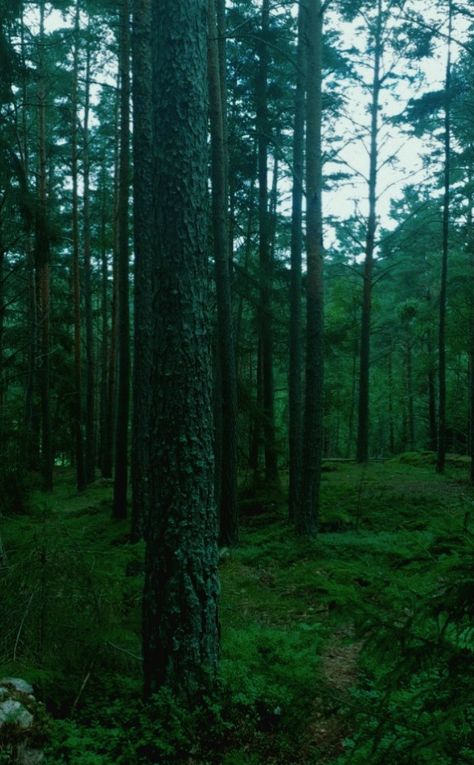 Aesthetic dark twilight forest in Sweden Forest Grunge, Sweden Aesthetic, Twilight Forest, Dark Forest Aesthetic, European Aesthetic, Dark Green Aesthetic, Green Things, Rainy Night, Aesthetic Dark