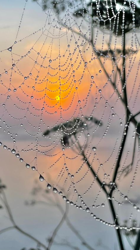 Sunrise through a dewy spider web Sun Witch Aesthetic, Witchy Room Aesthetic, Dark Fairytale Aesthetic, Cottage Witch Aesthetic, Dark Cottagecore Aesthetic, Nature Is Beautiful, Witchy Room, Aesthetic Cottage, Fairytale Aesthetic