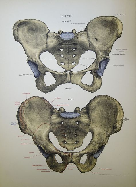 Female Pelvis, Pelvis Anatomy, The Human Skeleton, Bone Drawing, Human Skeleton Anatomy, Skeleton Artwork, Anatomy Bones, Forensic Anthropology, Skeleton Anatomy