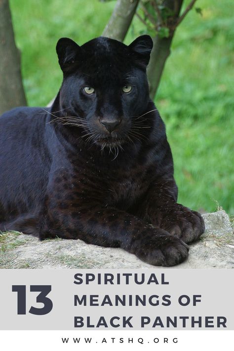 Panther Symbolism, Panther Meaning, Black Panther Symbol, Symbolism Tattoo, Black Jaguar Animal, Black Panther Cat, Black Panther Tattoo, Panther Pictures, Spirit Animal Meaning