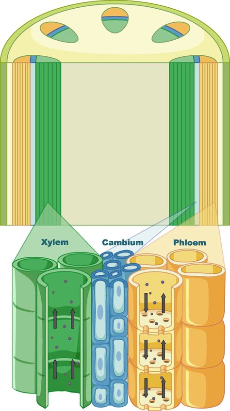 Photosynthesis Activities, Biology Plants, Plants Vector, Plants Illustration, How The Universe Works, مشروعات العلوم, Powerpoint Tutorial, Biology Labs, Biology Art