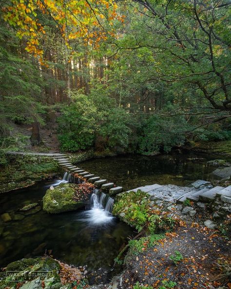 Tollymore Forest Ireland, Northern Ireland Aesthetic, Ireland Forest, Scotland Forest, Calming Places, Irish Aesthetic, Kylemore Abbey, Ireland Aesthetic, Scotland Landscape