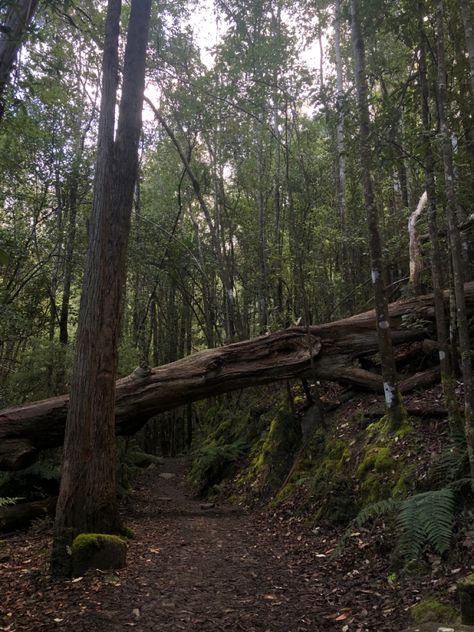 Tasmanian bush, bushwalk, australian forest, tasmania, green aesthetic, outside, nature aesthetic, hippie lifestyle, Australian Bush Aesthetic, Green Aesthetic Outside, Tasmania Forest, Tasmania Aesthetic, Bush Aesthetic, Forest Lifestyle, Australian Forest, Australia Forest, Australian Childhood