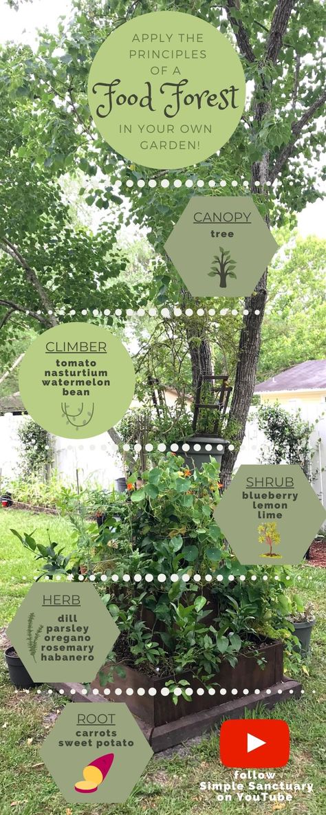 Food Forest Garden Layout, Good Forest Backyard, Food Forest Permaculture, Small Backyard Permaculture, Creating A Food Forest, Small Backyard Food Forest, Forest Food Garden, Food Forest Garden Design, Natural Garden Layout