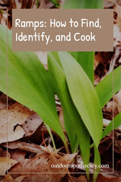 Ramps, also known as wild leeks, are a tasty wild edible plant. Learn how to find, forage, identify, and cook this tasty vegetable. Leek Plant, Wild Leeks, Wild Ramps, Medicinal Wild Plants, Chicken Of The Woods, Wild Food Foraging, Preserving Herbs, Edible Wild Plants, Foraged Food