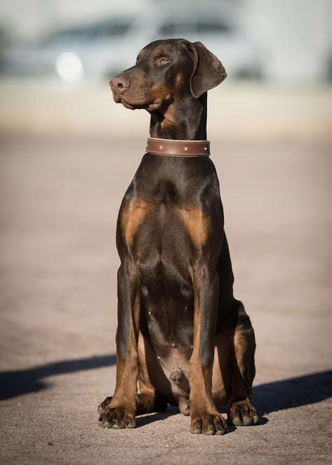 Brown And Black Doberman, Doberman Dogs Natural Ears, Doberman Mixed Breed, Brown Doberman, Doberman Pinscher Blue, Blue Doberman, Doberman Mix, Black Doberman, Doberman Pinscher Puppy