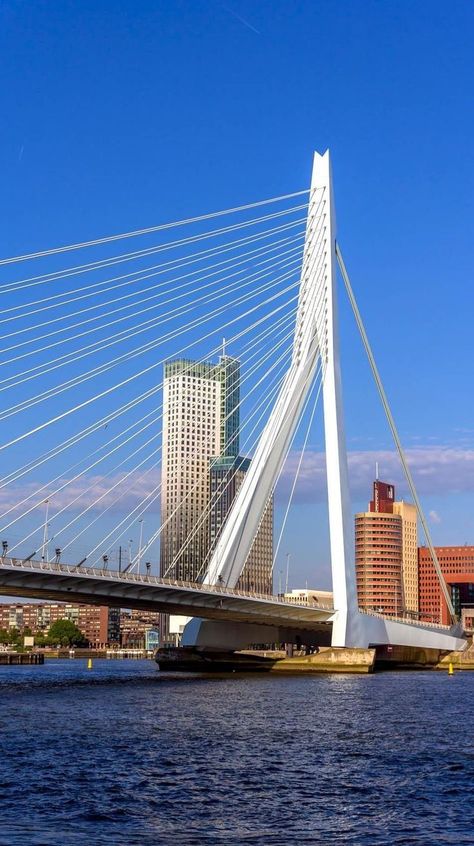 Erasmus Bridge, Rotterdam, Holanda. Erasmus Bridge, Amazing Bridges, Rotterdam Netherlands, Global World, 13 Reasons Why, Netherlands Travel, Bridge Design, 13 Reasons, Europe Vacation