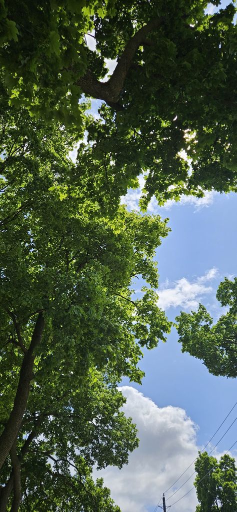 green trees on the left hand side and blue sky with some clouds in the background Green Sky Aesthetic Wallpaper, Green Clouds Wallpaper, Aesthetic Blue And Green, Nature Aesthetic Blue, Green And Blue Aesthetic, Sky Nature Aesthetic, Blue And Green Wallpaper, Wallpaper Toronto, Page Background