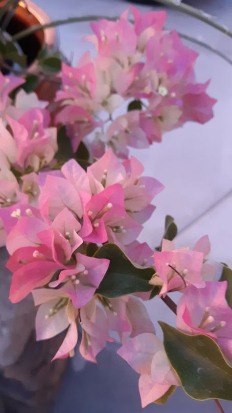 Light Pink Bougainvillea, Bogunvellia Flowers Aesthetic, Bouganvilla Aesthetic, Bougenville Flowers Aesthetic, Bouganvilla Flower, Bougainvillea Aesthetic, Bougainvillea Trellis, Bougainvillea Colors, Bougainvillea Tree