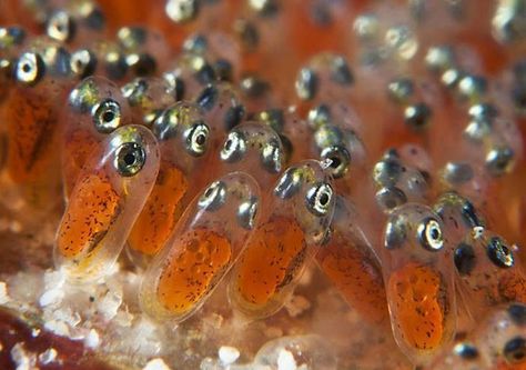 Clownfish eggs. Fish Eggs, Dreamy Ocean, Funny Fish, Life Aquatic, Underwater Creatures, Underwater Life, Water Life, Saltwater Aquarium, Clown Fish