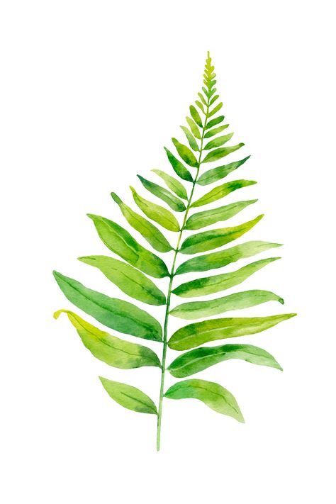 ferns | plant guide | palmate fern | pinnate fern | plants | tips for ferns Plants Tips, Fern Plants, Fall Planters, Plant Guide, Fern Plant, Leaf Drawing, Succulents In Containers, Container Gardening Vegetables, Plant Painting