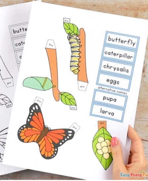 السلسلة الغذائية, Butterfly Life Cycle Craft, Stages Of A Butterfly, Life Cycle Of A Butterfly, Paper Butterfly Crafts, Cycle Of A Butterfly, Life Cycle Craft, School Kids Activities, Butterflies Activities