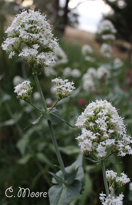 Valerian Plant Indoor, White Valerian Plant, Valerian Root Magical Properties, Valerian Tea, Valerian Root, Easy Plants To Grow, Organic Compost, Valerian, Perennial Herbs