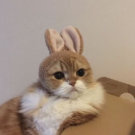 487 Likes, 10 Comments - MALINA KRAGMANN (@malinakragmann) on Instagram: “Bunny 🐰” Meme Chat, Cat Ideas, Söt Katt, Zooey Deschanel, A Bunny, Cat Aesthetic, Bunny Ears, Sphynx, Cute Creatures