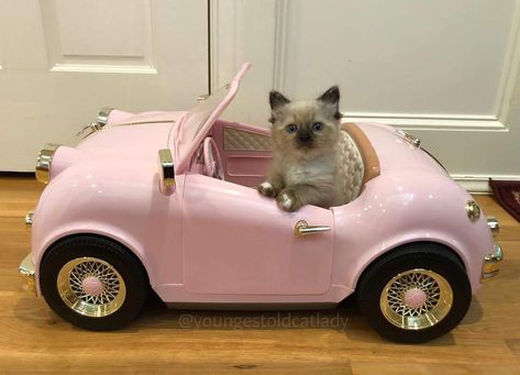 My New Car, Cutest Animals On Earth, Kitten Photos, Silly Cats Pictures, Lovely Creatures, Baby Kittens, Silly Animals, Meow Meow, Cute Animal Pictures