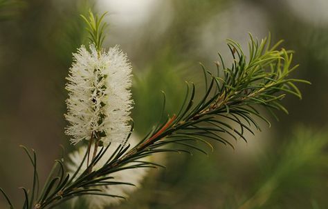 tea-tree-essential-oil | best home remedies Niaouli Essential Oil, Australian Tea Tree, Clove Bud, Tee Tree, Melaleuca Alternifolia, Parts Of A Plant, Tea Tree Essential Oil, Organic Essential Oils, Tree Oil