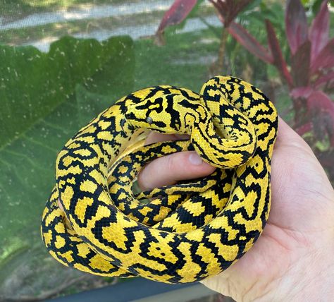 Carpet Python, Hall Python Morphs, Jungle Carpet Python, Green Tree Python, Small Rat, Highway Ball Python, Axanthic Ball Pythons, Pretty Snakes, Cute Snake