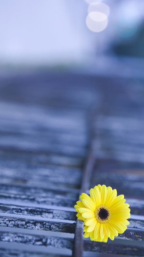 Yellow Gerbera  #iPhone #5s #Wallpaper | There has the lager inventory in ：http://www.ilikewallpaper.net/iphone-5-wallpaper/. Bio Wallpaper, Painting Aesthetics, Animation Painting, Animal Couple, Wallpaper Samsung Galaxy, 4k Phone Wallpapers, Phone Background Wallpaper, Happy Relationship, Iphone 5 Wallpaper