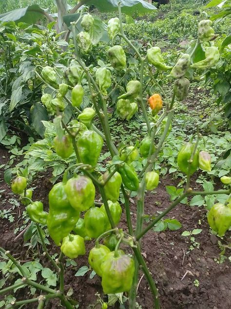 Manipuri Dish, Brussel Sprout, Sprouts, Stuffed Peppers, Quick Saves