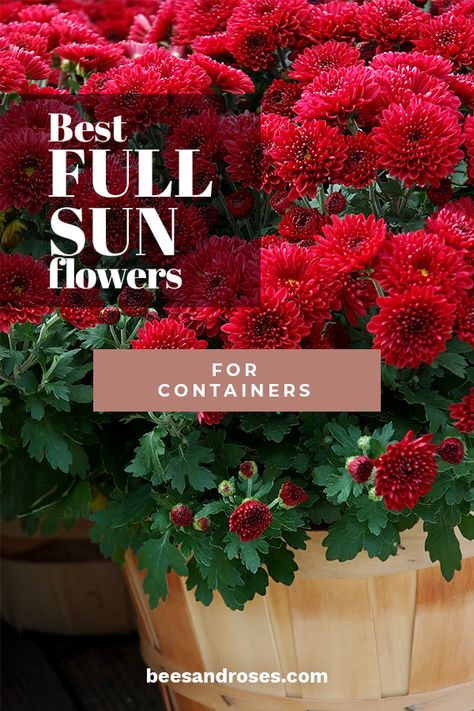 French Garden Landscaping, Indoor Gardening Supplies, Full Sun Flowers, Container Garden Design, List Of Flowers, Large Flower Pots, Sun Flowers, Annual Flowers, Beautiful Flowers Garden