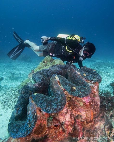 Giant clam is a clear understatement here. National Geographic Orion's dive master @livingcookiesdream swims next to this 4' behemoth in the underwater paradise of #RajaAmpat. Currently wrapping up an assignment with #NGExpeditions in #Indonesia. Photo by @jeffmauritzen. Giant Clam, Molluscs, Big Animals, Photoshop Editing, South Pacific, Underwater World, Photography Photos, Marine Life, Sea Life