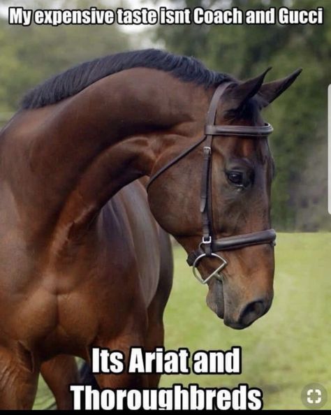 Cute Horse Quotes, Equestrian Funny, Equestrian Memes, Funny Horse Memes, Horse Quotes Funny, Funny Horse Videos, Funny Horse Pictures, Horse Jokes, Horse Riding Quotes