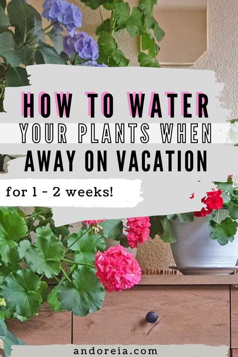 How to Water Plants When Away on Vacation for 1 or 2 Weeks Watering Plants While On Vacation, Fall Container Plants, Water Plants Indoor, Plant Watering System, Water Vacation, Fall Gardening, Self Watering Plants, Outside Plants, Planting Tips