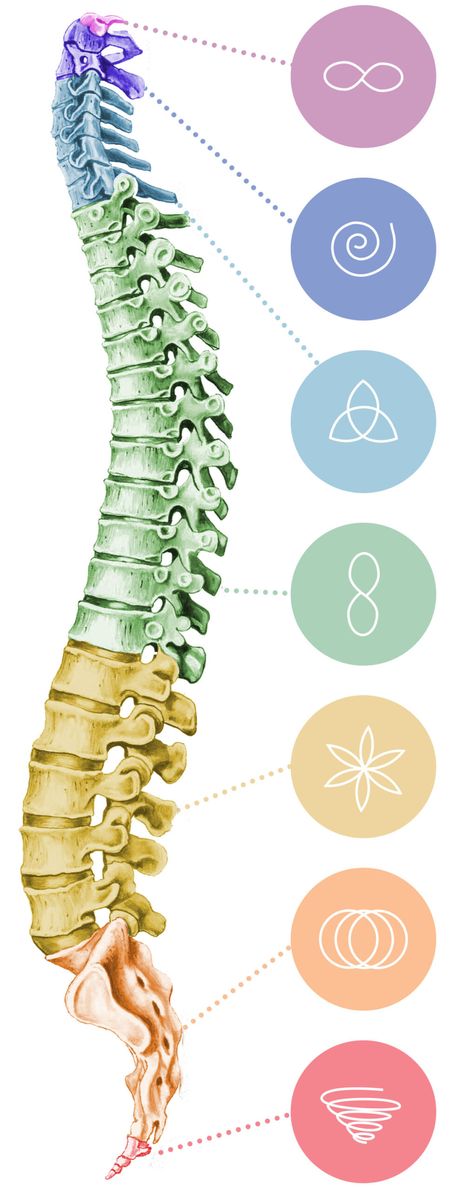 Spinal Flow Technique Certification Program Spinal Flow, Health Conscious, Business Training, Healing Journey, Hands On, University, Health